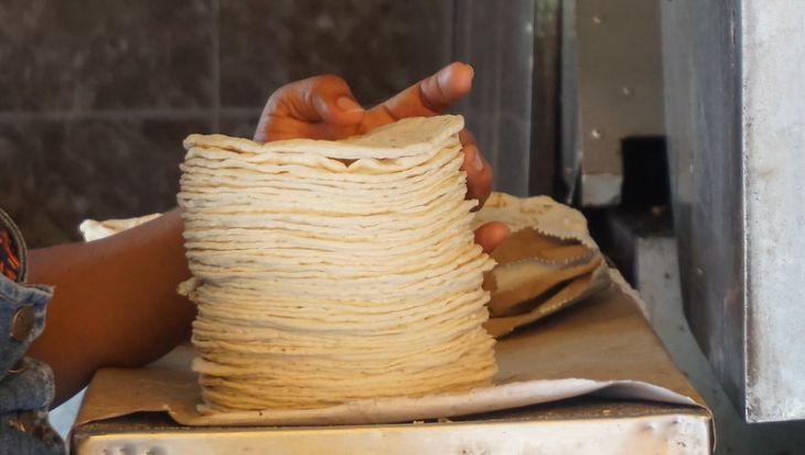 Maíz criollo al alza en precios: El kilo de tortillas cuesta 22 pesos en Yucatán